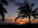 Palm tree sunset.jpg