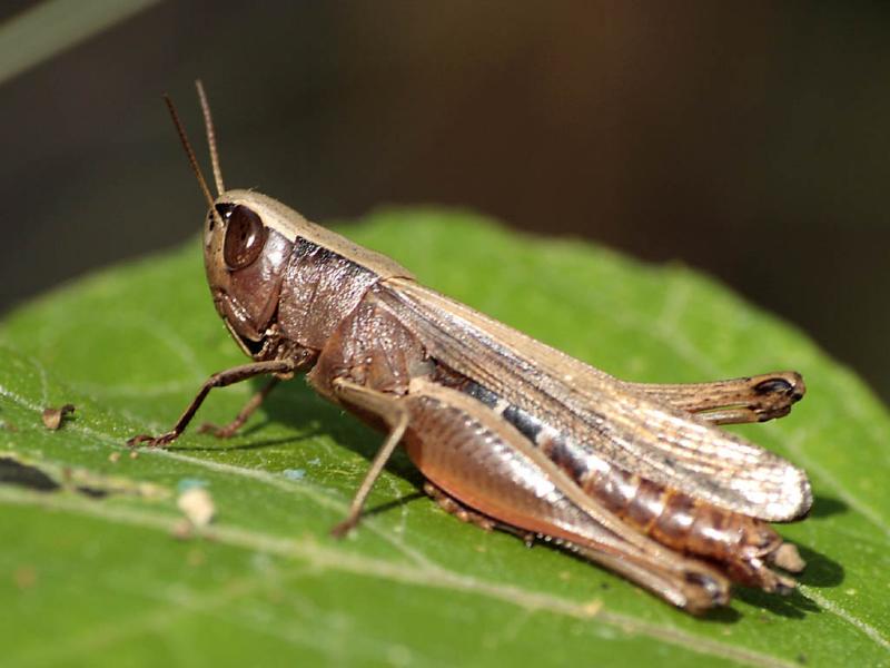 Grasshopper-486