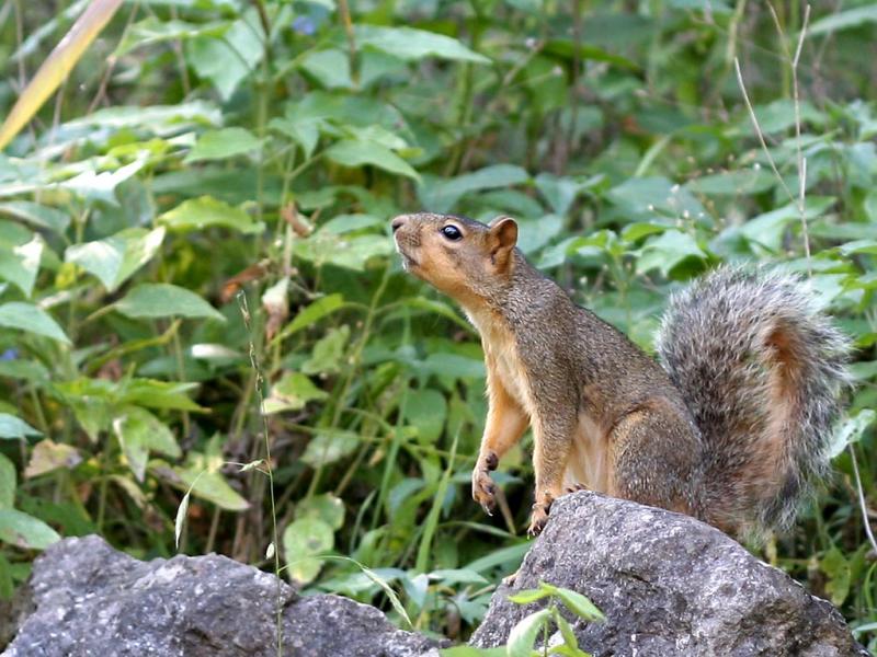 Squirrel-587-50mm