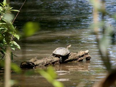 Turtle-476