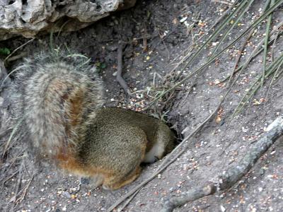 Squirrel-558