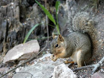 Squirrel-561