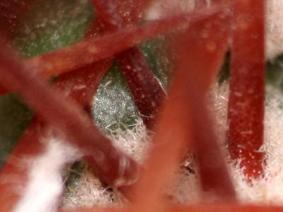 S-APO-190mm-Bmacro-6in