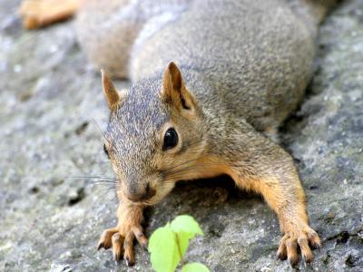 squirrel-389