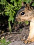 Squirrel 100% crop