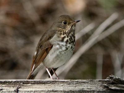 Hermit Thrush 0904-4j  Toppenish NWR