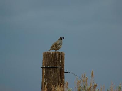 California Quail 0405-1j Kittitas Valley
