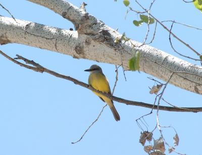 u26/photon180/medium/43339641.TropicalKingbird04055j.jpg