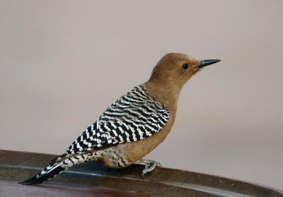 Gila Woodpecker Female  0205-3j  Tucson