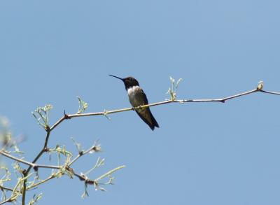 Black Chinned 0405-1j Papago Park, AZ