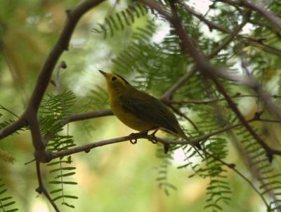 Wilsons Warbler 0405-1j  Papago Park, AZ