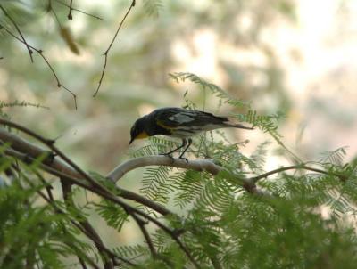 Yellow Rumped Warbler 0405-9j  Papago Park, AZ