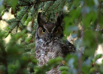 Great Horned Owl  0505-9j  Yard