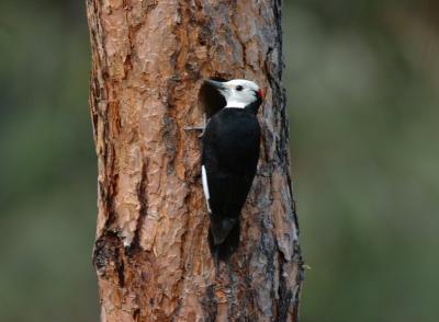 White Headed Woodpecker at Nest  0505-6j  Wenas