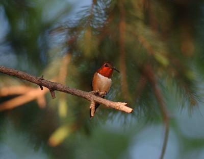 Rufous Male  0505-8j  Biscuit Ridge Road