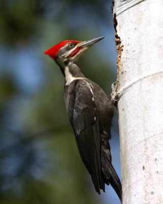 Pileated Woodpecker  0505-10j2  Middle Fork Ahtanum