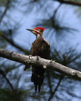 Pileated Woodpecker  0505-8j  Middle Fork Ahtanum