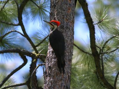 Pileated Woodpecker  0505-17j  Middle Fork Ahtanum