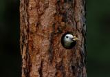 White Headed Woodpecker at Nest  0505-8j  Wenas