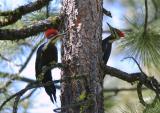 Pileated Pair  0505-14j  Middle Fork Ahtanum