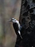 Hairy Woodpecker at Nest  0505-4j  Mud Lake Burn