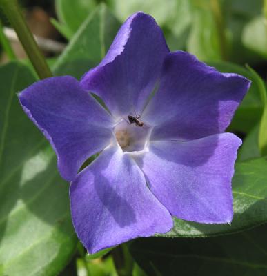 Blue flower 2002.jpg