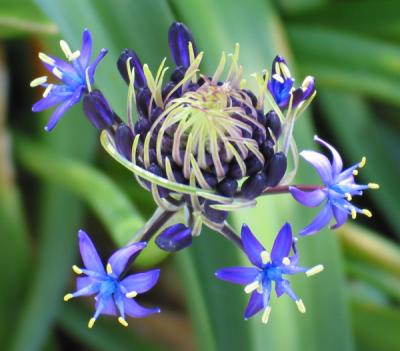 Kathys Scilla Peruviana.jpg