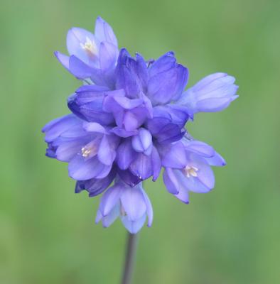 Mt. Wanda flower.jpg