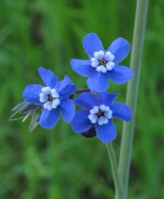 Mt. Wanda triple flower A.jpg