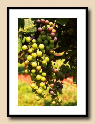 Raylen Syrah grapes--getting ripe