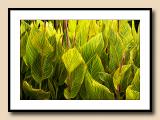 7573 canna leaves green abstract copy.jpg