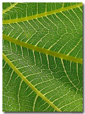 Feuille de figuier
