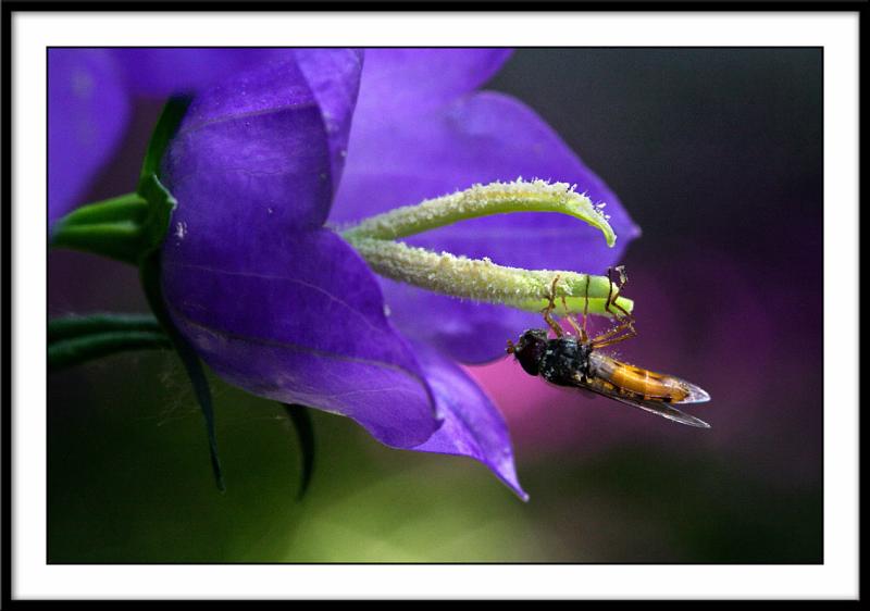 Bestiole sur une fleur violette (2)