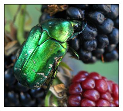 cetonia aurata (ctoine dore)