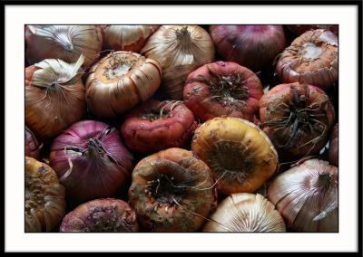 Bulbes de glaeul