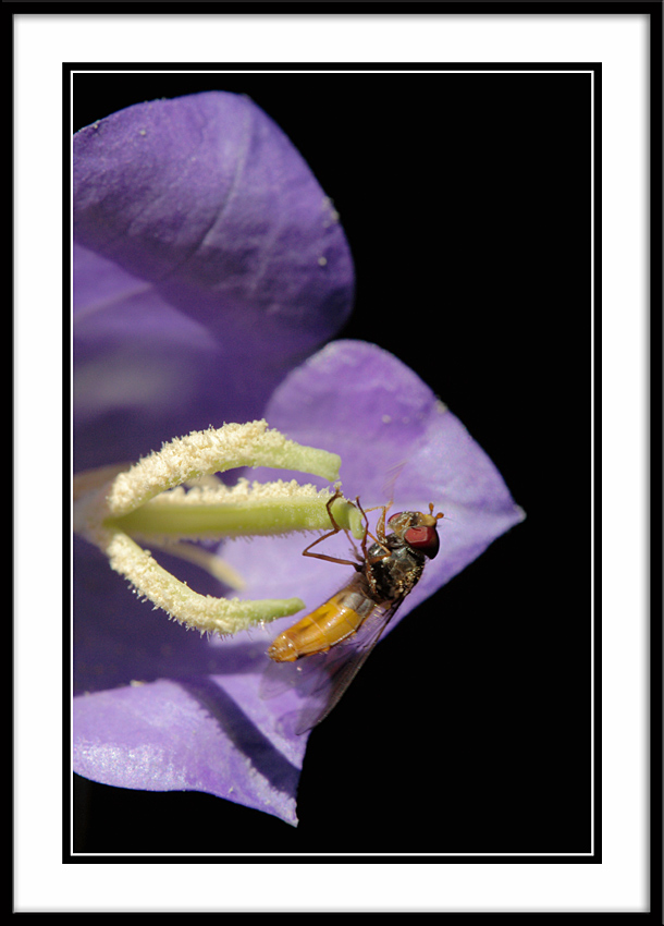 Bestiole sur une fleur violette