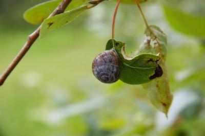 snail-pb.jpg