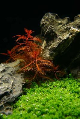 Tropica - Zoomark 2005