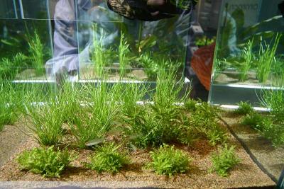 Tropica - Zoomark 2005 - The new plants: Littorella and Pogostemon