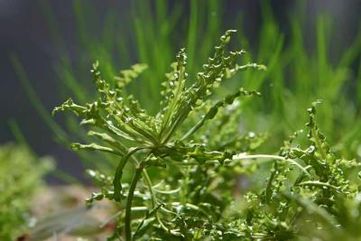 Tropica - Zoomark 2005 - NEW PLANT: Pogostemon helferi