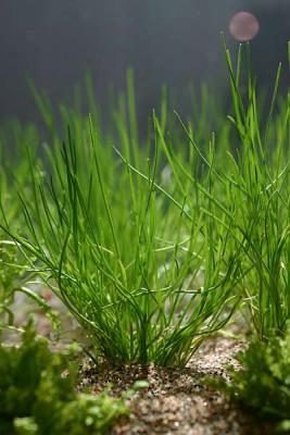 Tropica - Zoomark 2005 - NEW PLANT: Littorella uniflora