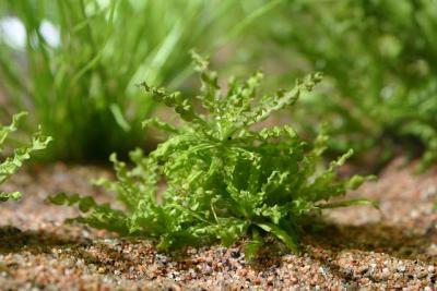 Tropica - Zoomark 2005 - NEW PLANT: Pogostemon helferi