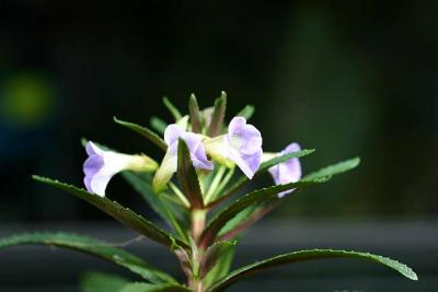 Limnophila aromatica - flowering