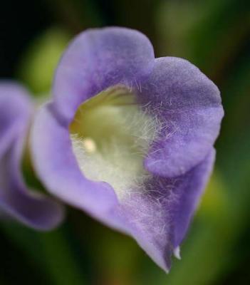 Limnophila aromatica - flowering