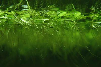 Salvina natans - algae protector