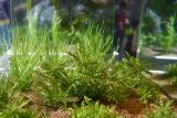 Tropica - Zoomark 2005 - NEW PLANT: Pogostemon helferi