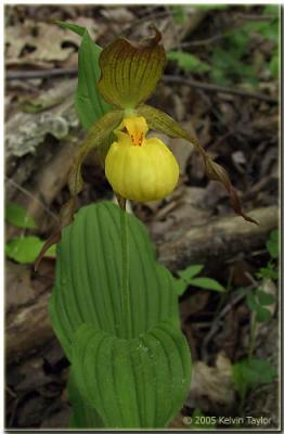 Cypripedium parviflorum var. parviflorum