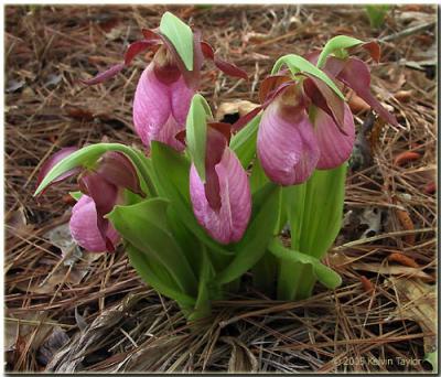 Cypripedium acaule