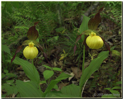 Cypripedium parviflorum var. parviflorum