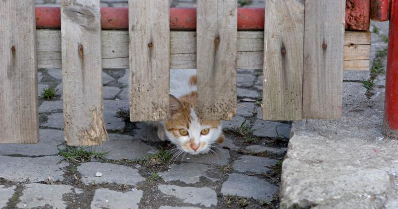 Saxon Cat at Gate